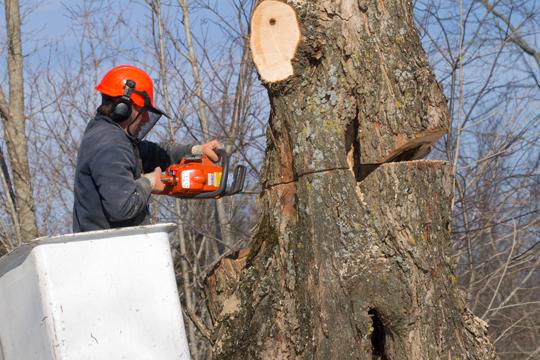Wilmot's Tree Service