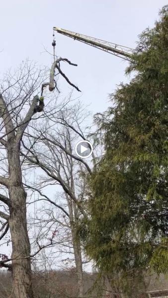 S. B. Tree Service Cincinnati