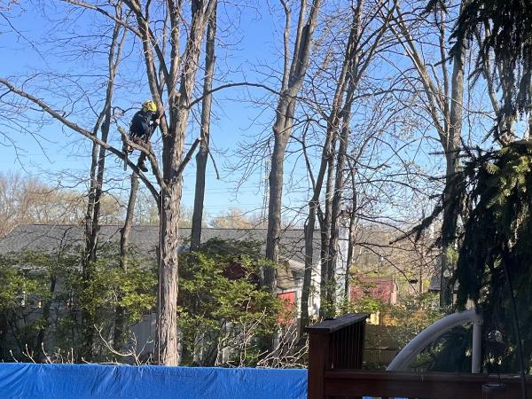 S. B. Tree Service Cincinnati