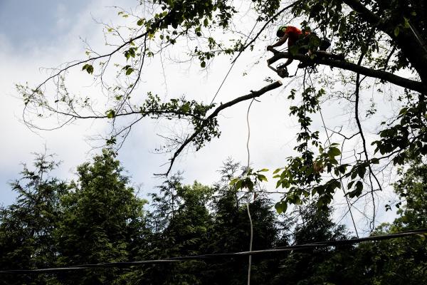 S. B. Tree Service Cincinnati