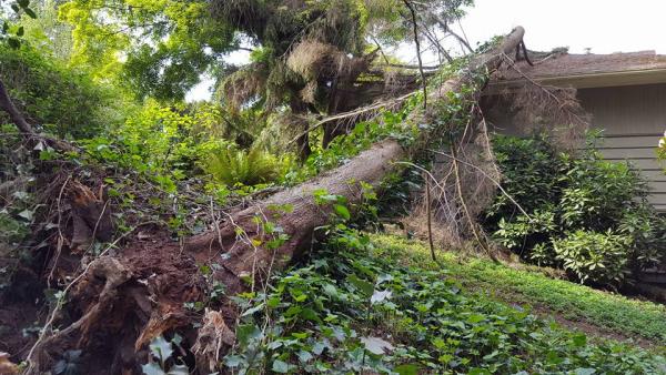 Issaquah Tree Care