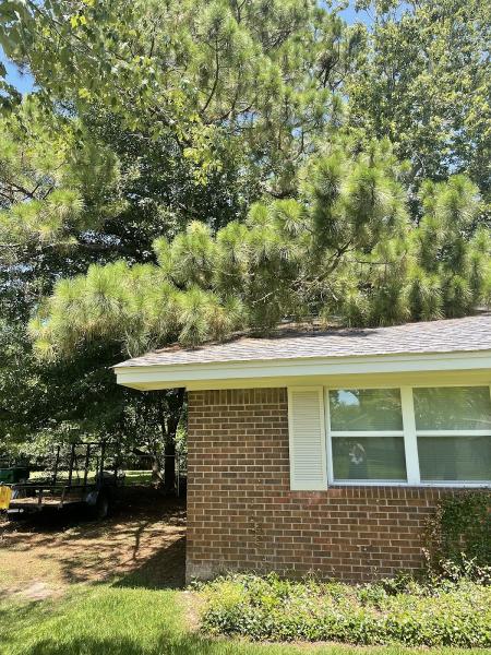 Danny McClain's Tree Care
