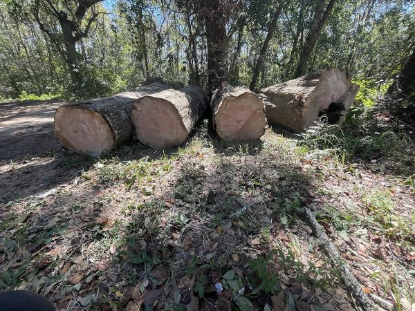 Danny McClain's Tree Care