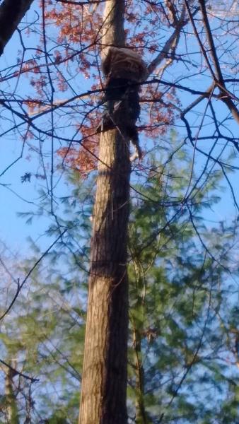 Arce Tree Company