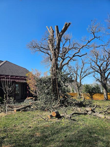 Woodchuck Tree Service