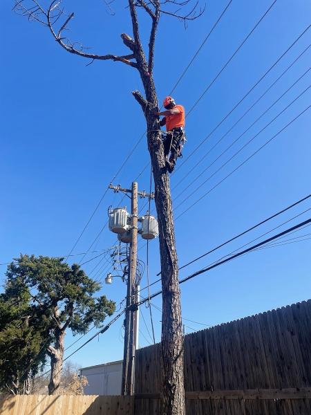 Woodchuck Tree Service