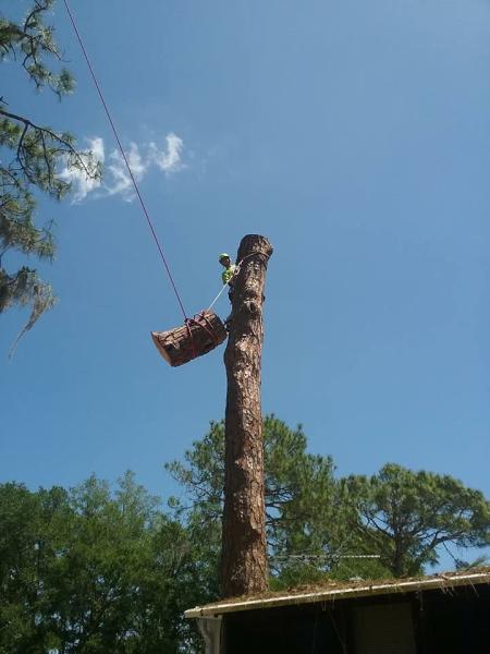 Tree Sharks