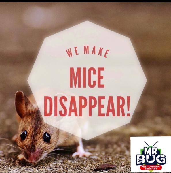 Mr Bug Pest Control