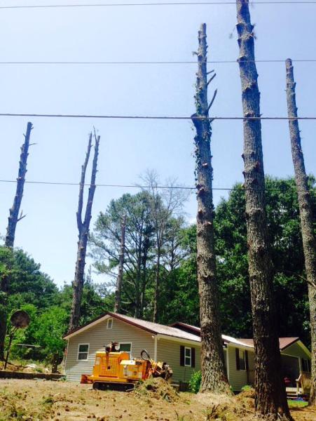 Stanley Tree Service