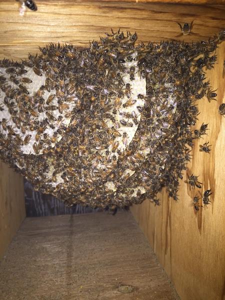 Bryan's Bees Los Angeles