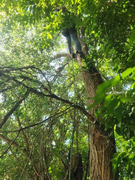 Sterling Tree Company