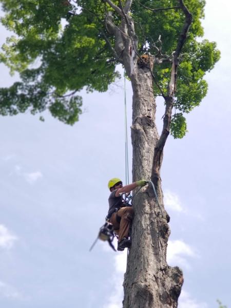 Sterling Tree Company