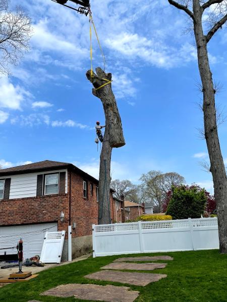 Ramalho Tree Service