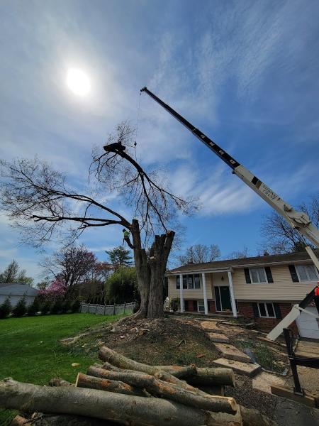 White Oak Tree Expert