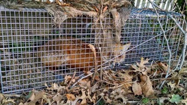 Springfield Animal Exterminator