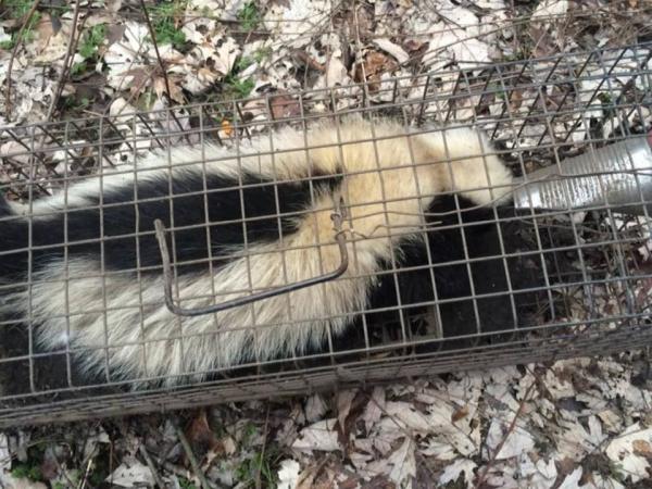 Springfield Animal Exterminator