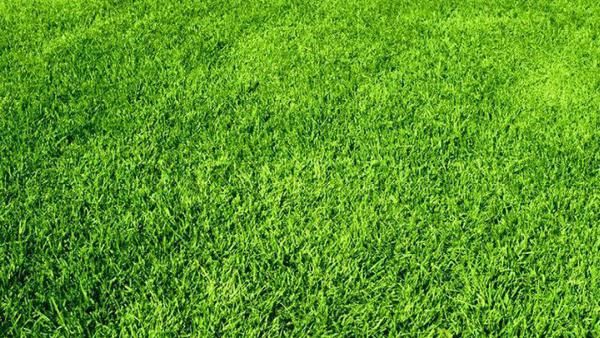 Hoffman Lawn Care
