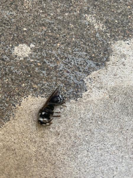 Wharton Exterminating Services