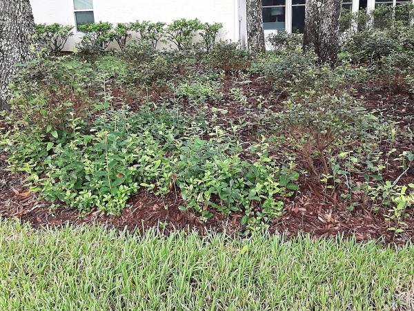 Landscaping Solutions