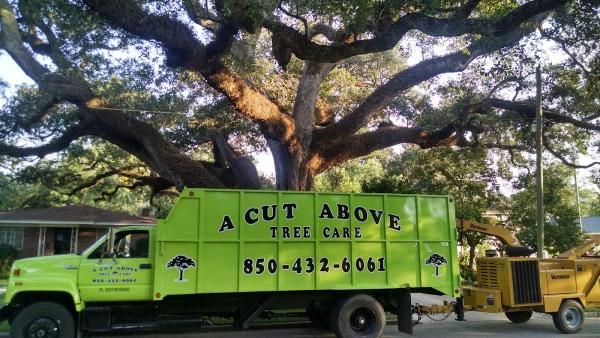 A Cut Above Tree Care