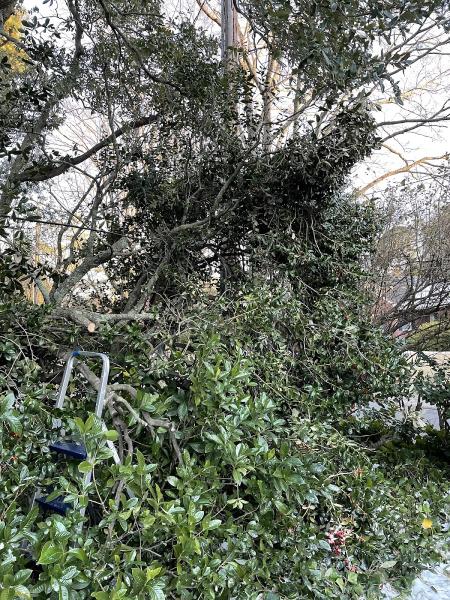Sweat Brothers Tree Surgery