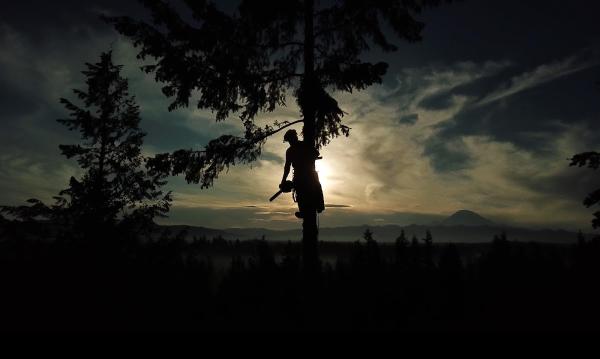 Sky High Tree Removal