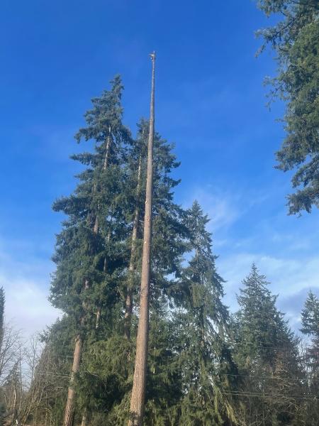 Sky High Tree Removal
