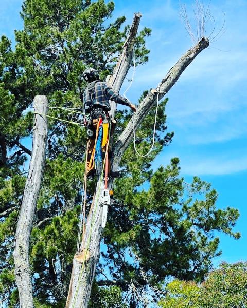 Reddy Tree Care