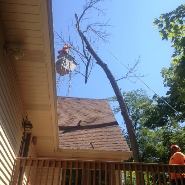 Haas Tree Service
