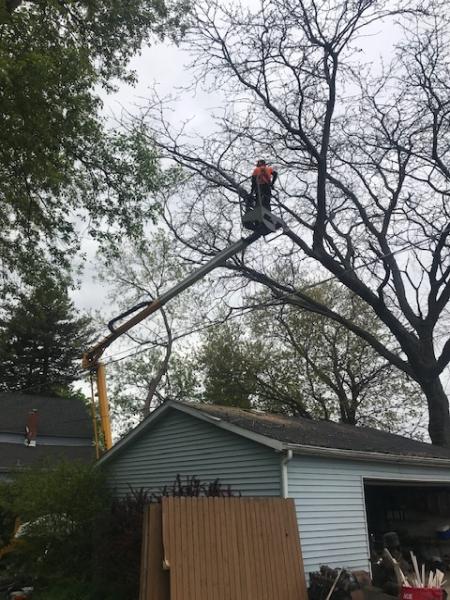 Haas Tree Service