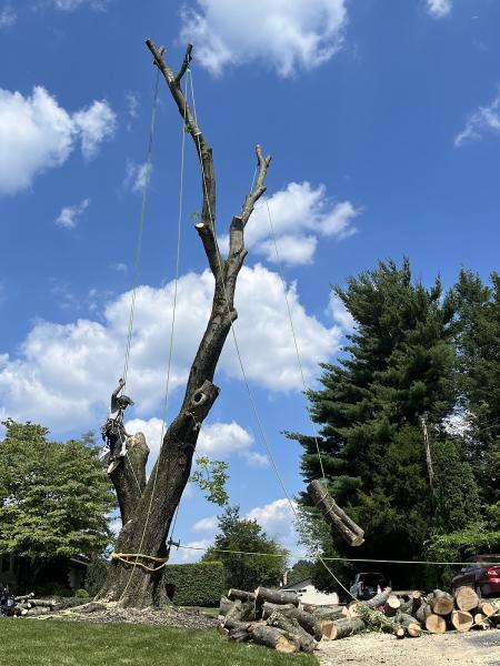 Burd's Tree Service LLC