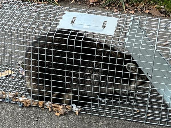 Critter Control