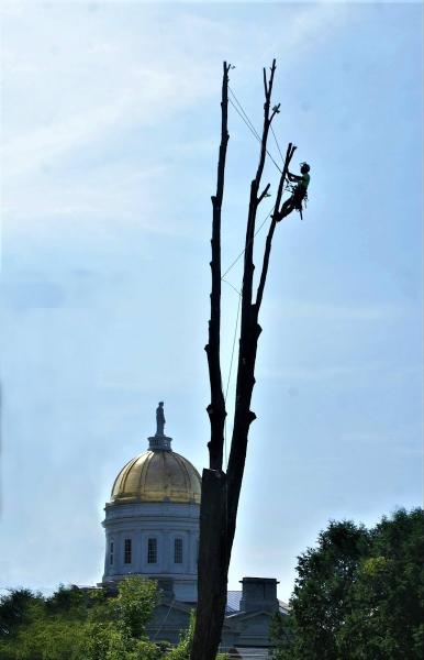 Alexander Tree Service