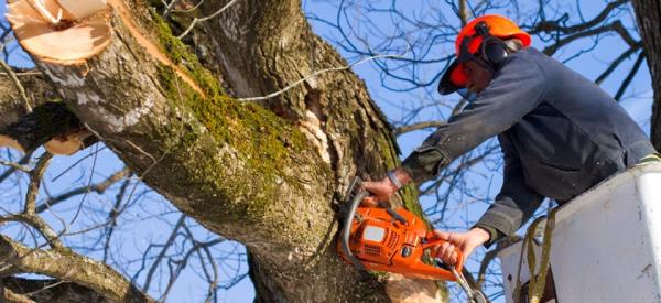 Oliver Tree Services