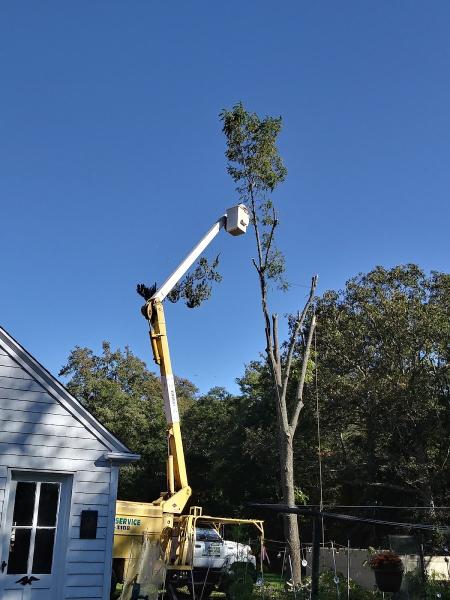 Oliver Tree Services