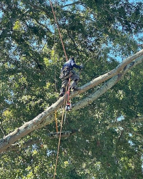 Treedog Atlanta Services LLC