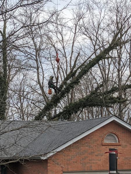 Belgian Tree Service LLC
