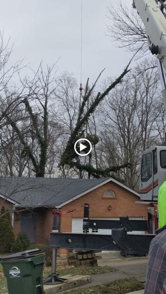 Belgian Tree Service LLC