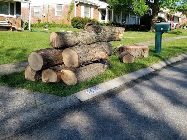Belgian Tree Service LLC