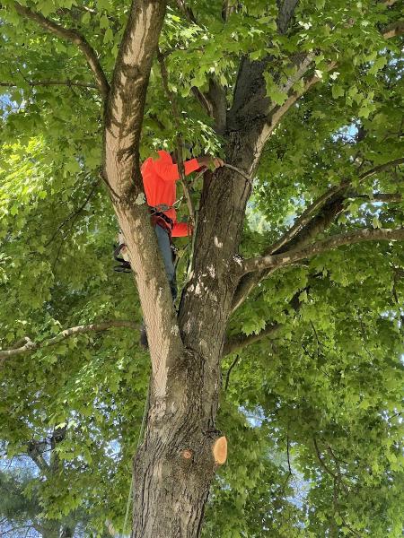 Hyperion Tree Service