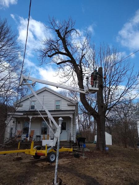 More Trees Arborist Collective