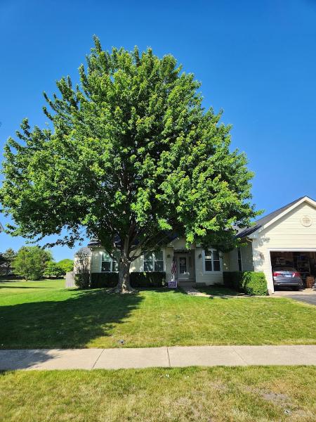 Arbol Tree Services