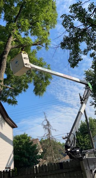 Arbol Tree Services