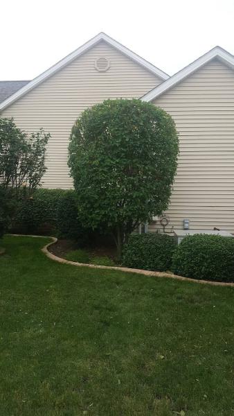 Tactical Tree Care