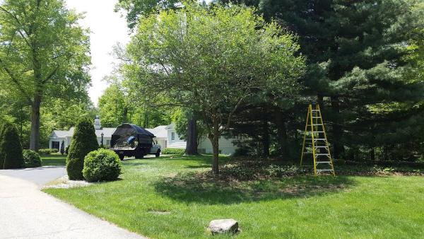 Tactical Tree Care