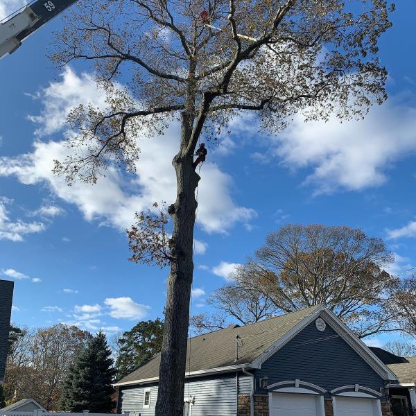 Toms River Tree Service
