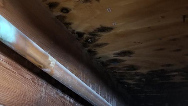 Mold Inspection & Testing Bronx NY