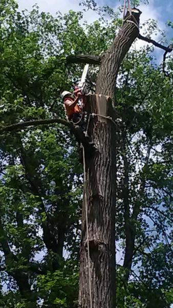 Shock Brothers Tree Care
