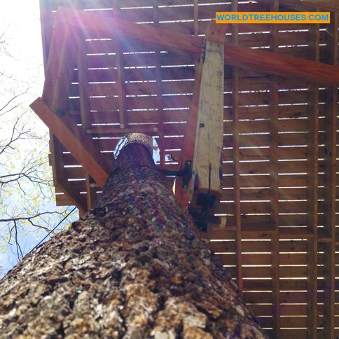World Treehouses