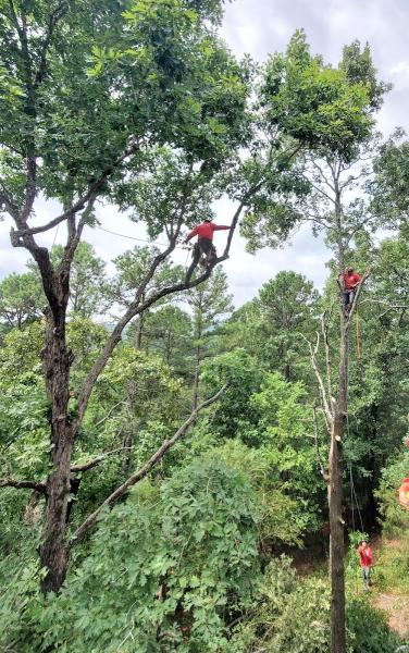 Luis' Tree Service